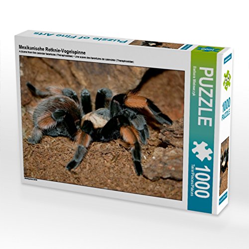 CALVENDO Puzzle Mexikanische Rotknie-Vogelspinne 1000 Teile Puzzle quer | 1000 Teile Lege-Größe 64 x 48 cm Foto-Puzzle für glückliche Stunden CALVENDO Puzzle Mexikanische Rotknie-Vogelspinne 1000 Teile Puzzle quer | 1000 Teile Lege-Größe 64 x 48 cm Foto-Puzzle für glückliche Stunden von CALVENDO