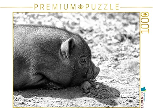 CALVENDO Puzzle Minischwein Ferkel 1000 Teile Puzzle quer | 1000 Teile Lege-Größe 64 x 48 cm Foto-Puzzle für glückliche Stunden CALVENDO Puzzle Minischwein Ferkel 1000 Teile Puzzle quer | 1000 Teile Lege-Größe 64 x 48 cm Foto-Puzzle für glückliche Stunden von CALVENDO