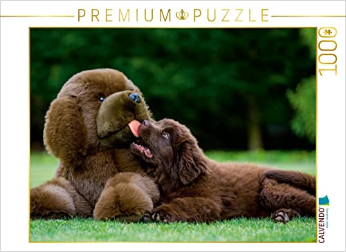 CALVENDO Puzzle Neufundländer 1000 Teile Puzzle quer | Lege-Größe cm Foto-Puzzle für glückliche Stunden von CALVENDO