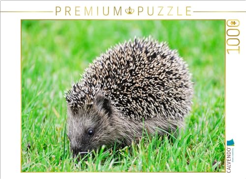 CALVENDO Puzzle Niedlich Kleiner Igel läuft durch das Gras | 1000 Teile Lege-Größe 64 x 48 cm Foto-Puzzle für glückliche Stunden CALVENDO Puzzle Niedlich Kleiner Igel läuft durch das Gras | 1000 Teile Lege-Größe 64 x 48 cm Foto-Puzzle für glückliche Stunden von CALVENDO