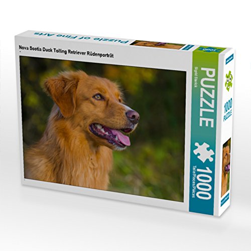 CALVENDO Puzzle Nova Scotia Duck Tolling Retriever Rüdenporträt 1000 Teile Puzzle quer | 1000 Teile Lege-Größe 64 x 48 cm Foto-Puzzle für glückliche Stunden von CALVENDO