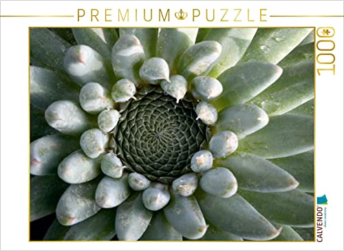 CALVENDO Puzzle Orostachys 1000 Teile Puzzle quer | 1000 Teile Lege-Größe 64 x 48 cm Foto-Puzzle für glückliche Stunden CALVENDO Puzzle Orostachys 1000 Teile Puzzle quer | 1000 Teile Lege-Größe 64 x 48 cm Foto-Puzzle für glückliche Stunden von CALVENDO