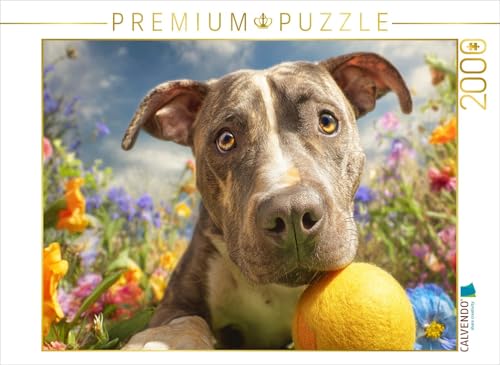 CALVENDO Puzzle Pit Bull mit Ball | 2000 Teile Lege-Größe 90 x 67 cm Foto-Puzzle für glückliche Stunden CALVENDO Puzzle Pit Bull mit Ball | 2000 Teile Lege-Größe 90 x 67 cm Foto-Puzzle für glückliche Stunden von CALVENDO