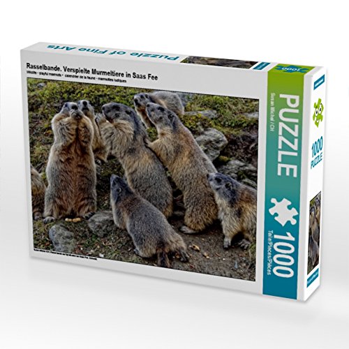 CALVENDO Puzzle Rasselbande. Verspielte Murmeltiere in SAAS Fee 1000 Teile Puzzle quer | 1000 Teile Lege-Größe 64 x 48 cm Foto-Puzzle für glückliche Stunden von CALVENDO