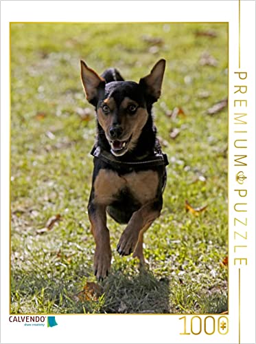 CALVENDO Puzzle Rennender Mischlingshund 1000 Teile Puzzle hoch | 1000 Teile Lege-Größe 48 x 64 cm Foto-Puzzle für glückliche Stunden CALVENDO Puzzle Rennender Mischlingshund 1000 Teile Puzzle hoch | 1000 Teile Lege-Größe 48 x 64 cm Foto-Puzzle für glückliche Stunden von CALVENDO