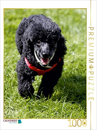 CALVENDO Puzzle Rennender Pudel 1000 Teile Puzzle hoch | 1000 Teile Lege-Größe 48 x 64 cm Foto-Puzzle für glückliche Stunden von CALVENDO