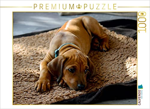 CALVENDO Puzzle Rhodesian Ridgeback Hündin 1000 Teile Puzzle quer | Lege-Größe cm Foto-Puzzle für glückliche Stunden CALVENDO Puzzle Rhodesian Ridgeback Hündin 1000 Teile Puzzle quer | Lege-Größe cm Foto-Puzzle für glückliche Stunden von CALVENDO