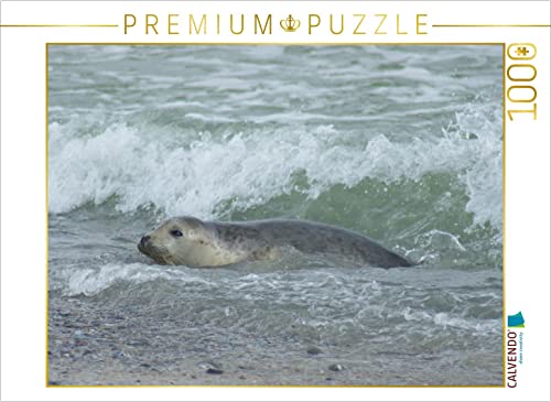 CALVENDO Puzzle Robbe im Meer 1000 Teile Puzzle quer | 1000 Teile Lege-Größe 64 x 48 cm Foto-Puzzle für glückliche Stunden von CALVENDO