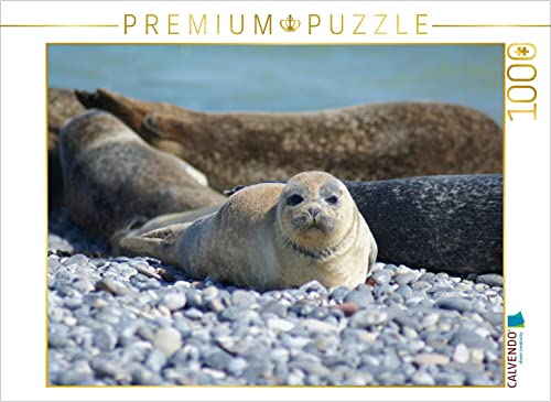 CALVENDO Puzzle Robben Baby 1000 Teile Puzzle quer | 1000 Teile Lege-Größe 64 x 48 cm Foto-Puzzle für glückliche Stunden CALVENDO Puzzle Robben Baby 1000 Teile Puzzle quer | 1000 Teile Lege-Größe 64 x 48 cm Foto-Puzzle für glückliche Stunden von CALVENDO