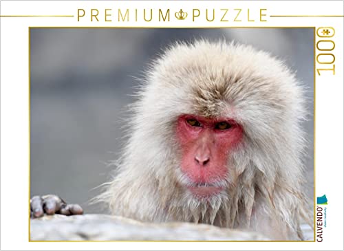 CALVENDO Puzzle EIN Motiv aus dem Kalender Schneeaffen im Jigokudani Nationalpark 1000 Teile Puzzle quer | Lege-Größe cm Foto-Puzzle für glückliche Stunden von CALVENDO