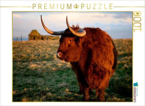 CALVENDO Puzzle Schottisches Hochland Rind - Highland Cattle in Caithness 1000 Teile Puzzle quer | 1000 Teile Lege-Größe 64 x 48 cm Foto-Puzzle für glückliche Stunden von CALVENDO