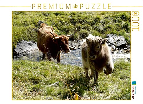 CALVENDO Puzzle Scottish Highland Kälber Spielen am Bach 1000 Teile Puzzle quer | 1000 Teile Lege-Größe 64 x 48 cm Foto-Puzzle für glückliche Stunden von CALVENDO
