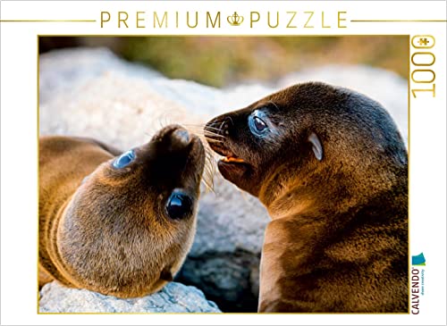 CALVENDO Puzzle Seelöwenjunge Spielen 1000 Teile Puzzle quer | 1000 Teile Lege-Größe 64 x 48 cm Foto-Puzzle für glückliche Stunden von CALVENDO