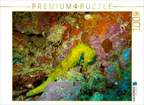 CALVENDO Puzzle Seepferdchen 1000 Teile Puzzle quer | 1000 Teile Lege-Größe 64 x 48 cm Foto-Puzzle für glückliche Stunden von CALVENDO