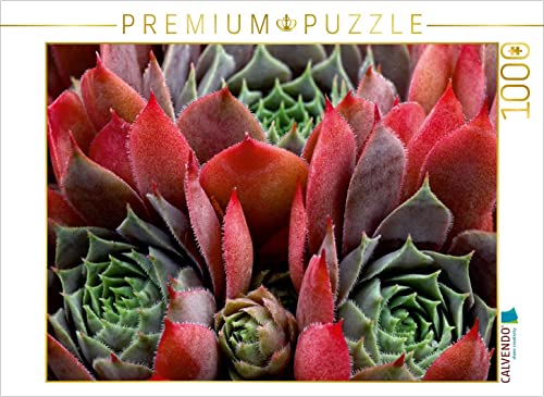 CALVENDO Puzzle Sempervivum Feldmeier 1000 Teile Puzzle quer | 1000 Teile Lege-Größe 64 x 48 cm Foto-Puzzle für glückliche Stunden von CALVENDO