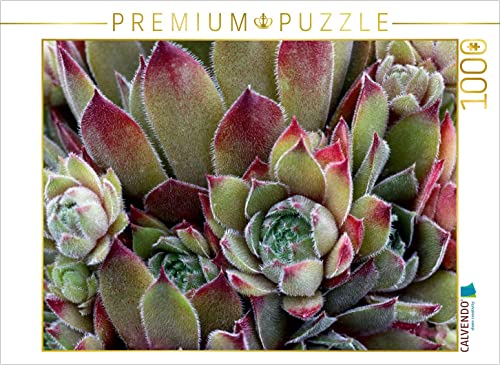 CALVENDO Puzzle Sempervivum Grey Dawn 1000 Teile Puzzle quer | 1000 Teile Lege-Größe 64 x 48 cm Foto-Puzzle für glückliche Stunden CALVENDO Puzzle Sempervivum Grey Dawn 1000 Teile Puzzle quer | 1000 Teile Lege-Größe 64 x 48 cm Foto-Puzzle für glückliche Stunden von CALVENDO