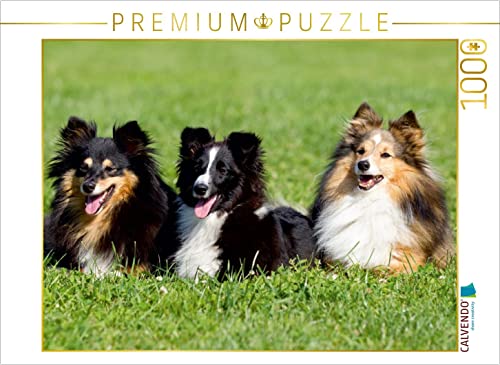 CALVENDO Puzzle Sheltie 1000 Teile Puzzle quer | 1000 Teile Lege-Größe 64 x 48 cm Foto-Puzzle für glückliche Stunden CALVENDO Puzzle Sheltie 1000 Teile Puzzle quer | 1000 Teile Lege-Größe 64 x 48 cm Foto-Puzzle für glückliche Stunden von CALVENDO