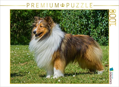 CALVENDO Puzzle Sheltie - EIN Traum von einem Rüden 1000 Teile Puzzle quer | Lege-Größe cm Foto-Puzzle für glückliche Stunden von CALVENDO
