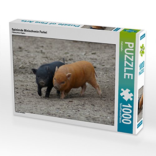 CALVENDO Puzzle Spielende Minischwein Ferkel 1000 Teile Puzzle quer | Lege-Größe cm Foto-Puzzle für glückliche Stunden von CALVENDO