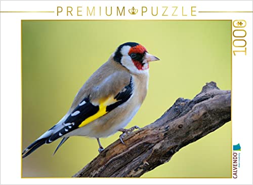 CALVENDO Puzzle Stieglitz 1000 Teile Puzzle quer | 1000 Teile Lege-Größe 64 x 48 cm Foto-Puzzle für glückliche Stunden von CALVENDO