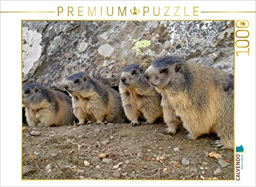CALVENDO Puzzle Verspielte Murmeltiere - unterwegs in SAAS Fee/Schweiz 1000 Teile Puzzle quer | 1000 Teile Lege-Größe 64 x 48 cm Foto-Puzzle für glückliche Stunden CALVENDO Puzzle Verspielte Murmeltiere - unterwegs in SAAS Fee/Schweiz 1000 Teile Puzzle quer | 1000 Teile Lege-Größe 64 x 48 cm Foto-Puzzle für glückliche Stunden von CALVENDO