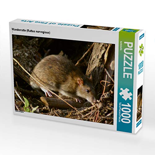 CALVENDO Puzzle Wanderratte (Rattus norvegicus) 1000 Teile Puzzle quer | 1000 Teile Lege-Größe 64 x 48 cm Foto-Puzzle für glückliche Stunden von CALVENDO