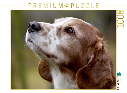 CALVENDO Puzzle Welsh Springer Spaniel 1000 Teile Puzzle quer | 1000 Teile Lege-Größe 64 x 48 cm Foto-Puzzle für glückliche Stunden CALVENDO Puzzle Welsh Springer Spaniel 1000 Teile Puzzle quer | 1000 Teile Lege-Größe 64 x 48 cm Foto-Puzzle für glückliche Stunden von CALVENDO