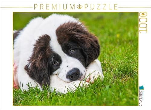 CALVENDO Puzzle Wer kann diesem Blick widerstehen? | 1000 Teile Lege-Größe 64 x 48 cm Foto-Puzzle für glückliche Stunden CALVENDO Puzzle Wer kann diesem Blick widerstehen? | 1000 Teile Lege-Größe 64 x 48 cm Foto-Puzzle für glückliche Stunden von CALVENDO