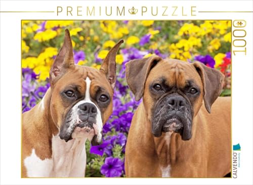 CALVENDO Puzzle Zwei Hunde der Rasse Boxer schauen aufmerksam. 1000 Teile Lege-Größe 64 x 48 cm Foto-Puzzle Bild Verlag CALVENDO Puzzle Zwei Hunde der Rasse Boxer schauen aufmerksam. 1000 Teile Lege-Größe 64 x 48 cm Foto-Puzzle Bild Verlag von CALVENDO