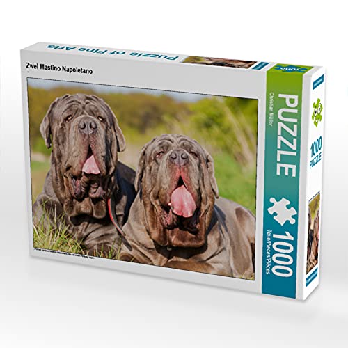 CALVENDO Puzzle Zwei Mastino Napoletano 1000 Teile Puzzle quer | 1000 Teile Lege-Größe 64 x 48 cm Foto-Puzzle für glückliche Stunden von CALVENDO