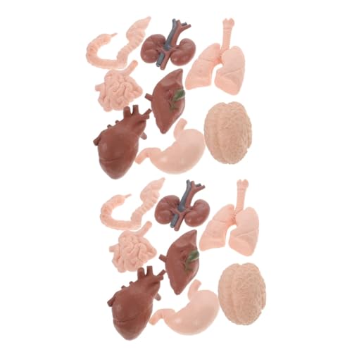 CANIGHT 16 Teiliges Menschliches Organmodell, Organ Lehrrequisiten, Lehrrequisiten Für Ärzte, Modell Der Inneren Organe Des Menschen, Organ Lehrmodell, Organrequisite, Modell Der CANIGHT 16 Teiliges Menschliches Organmodell, Organ Lehrrequisiten, Lehrrequisiten Für Ärzte, Modell Der Inneren Organe Des Menschen, Organ Lehrmodell, Organrequisite, Modell Der von CANIGHT