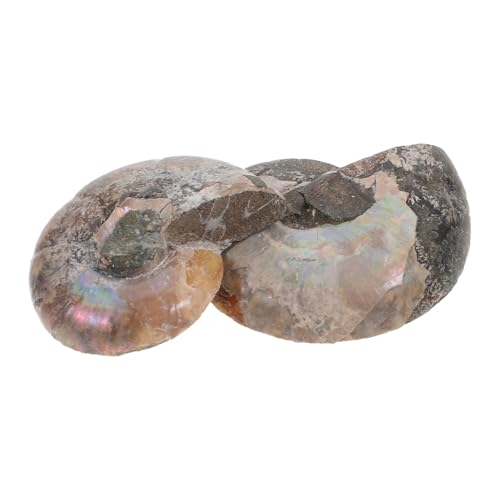 CANIGHT 2 Stücke Modelle Pädagogisches Ammoniten Schmuck Pädagogisches Ammoniten Modell Pädagogisches Probe Pädagogisches Ammoniten Probe CANIGHT 2 Stücke Modelle Pädagogisches Ammoniten Schmuck Pädagogisches Ammoniten Modell Pädagogisches Probe Pädagogisches Ammoniten Probe von CANIGHT