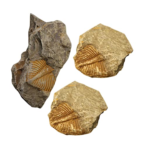 CANIGHT 3 Stück Trilobiten, Echtes Lehrmittel Für Die Paläontologie, Gesteinssammler, Echtes Modell, Schreibtisch Ornament, Lehrproben Ausgrabungsset Für Studenten, Lehrproben Modell CANIGHT 3 Stück Trilobiten, Echtes Lehrmittel Für Die Paläontologie, Gesteinssammler, Echtes Modell, Schreibtisch Ornament, Lehrproben Ausgrabungsset Für Studenten, Lehrproben Modell von CANIGHT