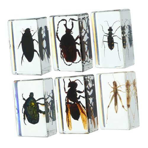 CANIGHT 6 Stück Insektenexemplare, Konserviertes Insektenharz, Insekten In Harzsammlung, Insektenornament, Käfersammlung, Briefbeschwerer, Wohndekor, Insekten In Harzexemplaren, CANIGHT 6 Stück Insektenexemplare, Konserviertes Insektenharz, Insekten In Harzsammlung, Insektenornament, Käfersammlung, Briefbeschwerer, Wohndekor, Insekten In Harzexemplaren, von CANIGHT