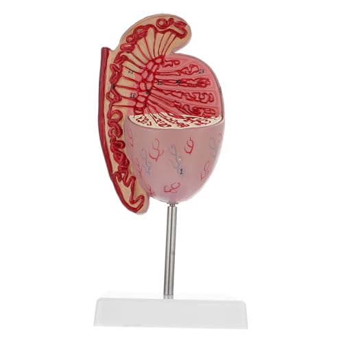 CANIGHT Anatomie- -organe Modell Medizinische Studie Unterrichten Modellbiologie-demonstrationsmodell CANIGHT Anatomie- -organe Modell Medizinische Studie Unterrichten Modellbiologie-demonstrationsmodell von CANIGHT