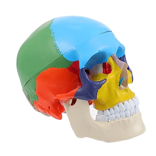 CANIGHT Anatomisches Schädelsmodell Für Den Unterricht Menschliches Schädelmodell Anatomisches Lehrmodell Lebensgröße Farbige Darstellung Für Medizinische Ausbildung Und CANIGHT Anatomisches Schädelsmodell Für Den Unterricht Menschliches Schädelmodell Anatomisches Lehrmodell Lebensgröße Farbige Darstellung Für Medizinische Ausbildung Und von CANIGHT