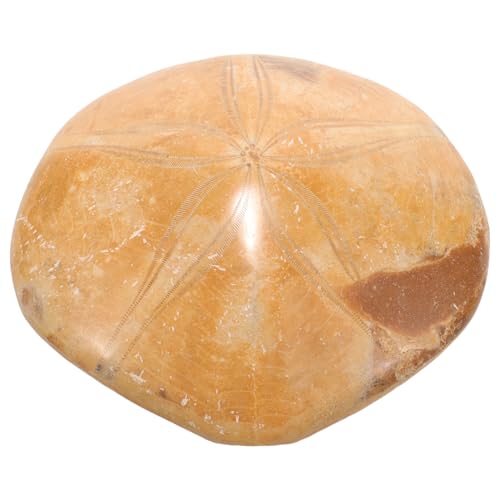 CANIGHT Exemplar Eines Seesterns Für Den Naturwissenschaftlichen Unterricht, Seestern Dekoration, Paläontologischer Seestern, Seestern Ornament, Seestern Zur Dekoration, Seestern Exemplar CANIGHT Exemplar Eines Seesterns Für Den Naturwissenschaftlichen Unterricht, Seestern Dekoration, Paläontologischer Seestern, Seestern Ornament, Seestern Zur Dekoration, Seestern Exemplar von CANIGHT