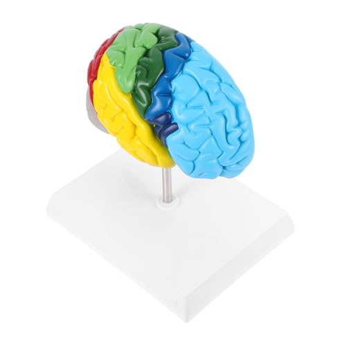 CANIGHT Gehirnmodell Anatomiemodell Modell der Gehirnphysiologie Anzeigemodell des menschlichen Gehirns Science Decor medizinisches Lehrmittel naturwissenschaftliches Lehrmittel PVC CANIGHT Gehirnmodell Anatomiemodell Modell der Gehirnphysiologie Anzeigemodell des menschlichen Gehirns Science Decor medizinisches Lehrmittel naturwissenschaftliches Lehrmittel PVC von CANIGHT