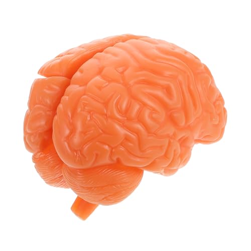 CANIGHT Hirnanatomie -Lehrmodell anatomisches Lehrmodell Bildungshirnausstellung Hirnfigurmodell Lehrmodell des menschlichen Gehirns Gehirnmodell anatomisches Schädelmodell PVC Kaffee CANIGHT Hirnanatomie -Lehrmodell anatomisches Lehrmodell Bildungshirnausstellung Hirnfigurmodell Lehrmodell des menschlichen Gehirns Gehirnmodell anatomisches Schädelmodell PVC Kaffee von CANIGHT