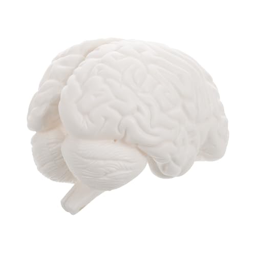 CANIGHT Hirnanatomie -Lehrmodell realistisches anatomisches Gehirnmodell Anatomie Figur Lehrmodell des menschlichen Gehirns Gehirnstütze Körperteilmodell Anatomiemodell PVC Weiß CANIGHT Hirnanatomie -Lehrmodell realistisches anatomisches Gehirnmodell Anatomie Figur Lehrmodell des menschlichen Gehirns Gehirnstütze Körperteilmodell Anatomiemodell PVC Weiß von CANIGHT