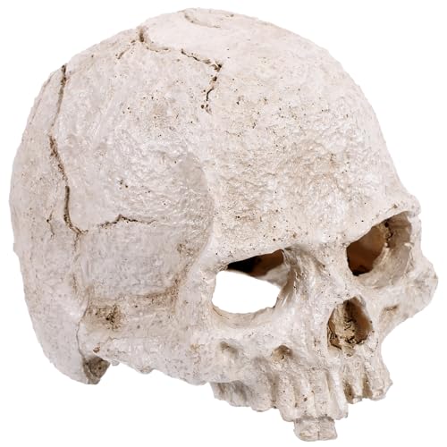 CANIGHT Schädelmodellmodelle Für Anatomie, Halloween, Realistisches Menschliches Skelett, Heimdekorationen, 3D Modell Des Menschlichen Skeletts, Menschlicher Schädel, Realistische CANIGHT Schädelmodellmodelle Für Anatomie, Halloween, Realistisches Menschliches Skelett, Heimdekorationen, 3D Modell Des Menschlichen Skeletts, Menschlicher Schädel, Realistische von CANIGHT
