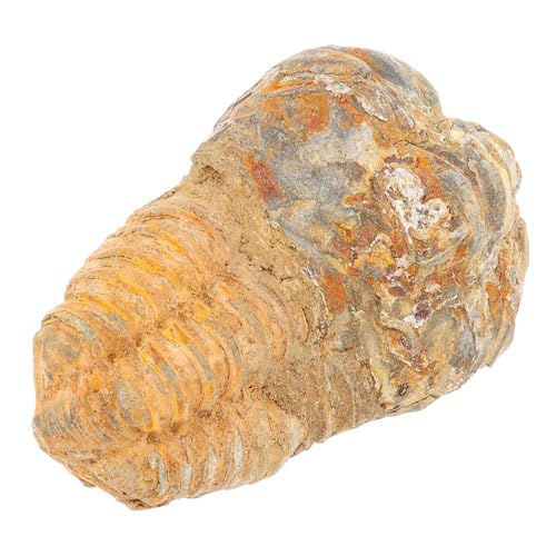 CANIGHT Trilobiten Kinderspielzeug, Pädagogisches Echtes Schmuckstück, Schreibtisch Ornament, Grabset, Lehrrequisiten, Trilobiten Requisiten, Schülerunterricht, Paläontologie Dekoration, CANIGHT Trilobiten Kinderspielzeug, Pädagogisches Echtes Schmuckstück, Schreibtisch Ornament, Grabset, Lehrrequisiten, Trilobiten Requisiten, Schülerunterricht, Paläontologie Dekoration, von CANIGHT