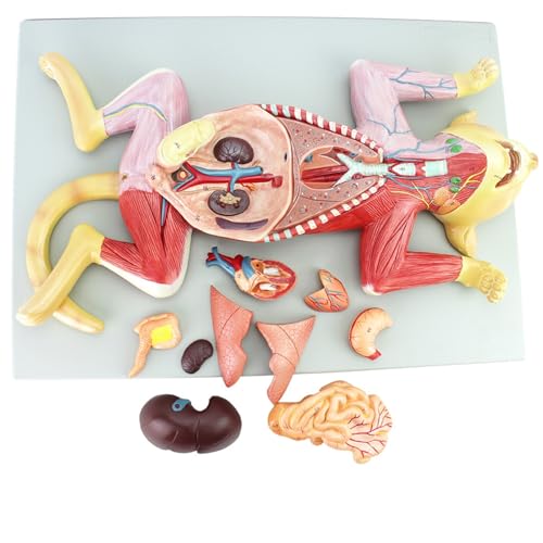 Anatomisches Modell Für Hunde Und Katzen – Veterinäranatomiemodell Mit Inneren Organen, Muskeln Und Nerven, Lehrmittel Zur Tieranatomie Für Studenten Und Kliniken Anatomisches Modell Für Hunde Und Katzen – Veterinäranatomiemodell Mit Inneren Organen, Muskeln Und Nerven, Lehrmittel Zur Tieranatomie Für Studenten Und Kliniken von CASOME