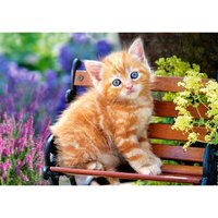 Castorland B-52240-2 Ginger Kitten, Puzzle 500 Teile Castorland B-52240-2 Ginger Kitten, Puzzle 500 Teile von CASTORLAND