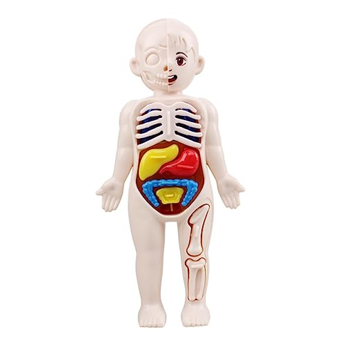 CATIEBYE Anatomie- Und Lernset 3d-puzzle Mit Menschlichen Körperorganen Für Jungen Und Mädchen Vorschul-lehrmittel Modell Anatomie-spielzeug von CATIEBYE