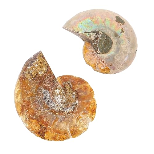 CATIEBYE Ammoniten Fossilien Deko Wissenschaftliche Ornamente Für Tischdekoration Und 2 OPP Verpackung Ideal Für Lehrzwecke Und Sammlungen CATIEBYE Ammoniten Fossilien Deko Wissenschaftliche Ornamente Für Tischdekoration Und 2 OPP Verpackung Ideal Für Lehrzwecke Und Sammlungen von CATIEBYE