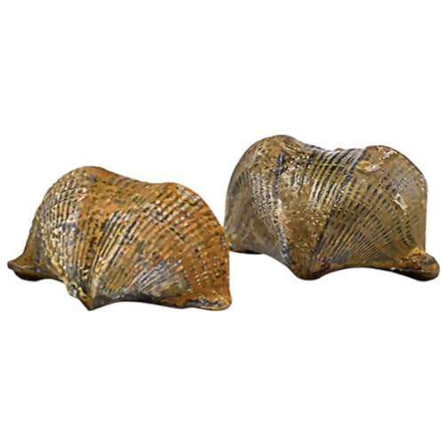 CATIEBYE 2 Stück Brachiopoden-paläontologie, Lustige Wissenschaftliche Ornamente, Lehr-requisiten CATIEBYE 2 Stück Brachiopoden-paläontologie, Lustige Wissenschaftliche Ornamente, Lehr-requisiten von CATIEBYE