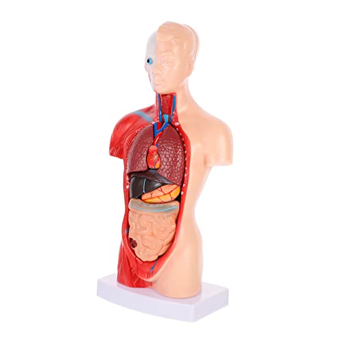 CATIEBYE Hochwertiges Anatomie Modell Des Menschlichen Herzens Medizinisches Lehrmodell Für Biologie Und Anatomie Anatomisches Modell Der Inneren Organe Ideal Für Schulungen Und CATIEBYE Hochwertiges Anatomie Modell Des Menschlichen Herzens Medizinisches Lehrmodell Für Biologie Und Anatomie Anatomisches Modell Der Inneren Organe Ideal Für Schulungen Und von CATIEBYE