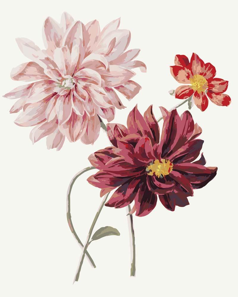 Malen nach Zahlen - Dahlias by Willem Hekking, mit Rahmen Malen nach Zahlen - Dahlias by Willem Hekking, mit Rahmen von CC0