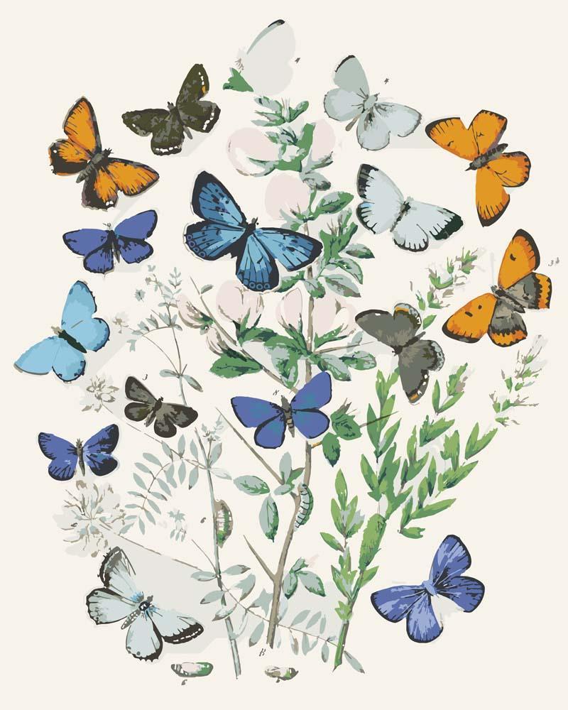 Malen nach Zahlen - Europäische Schmetterlinge und Nachtfalter von William Forsell Kirby, mit Rahmen von CC0